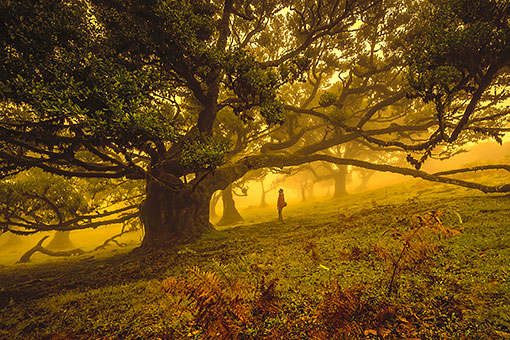 Fanal Randonnée dans la forêt de Madère