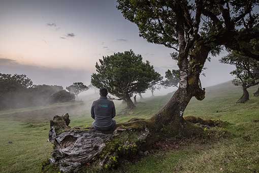 Fanal Trilho na floresta da Madeira