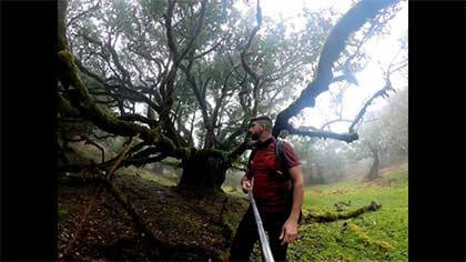 Fanal - Trilho na floresta da Madeira